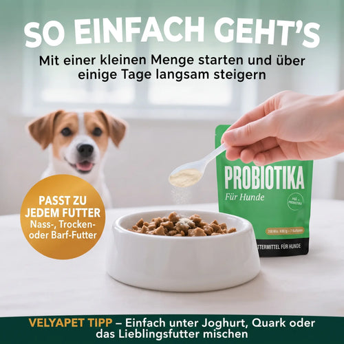 Prä- & Probiotika für Hunde